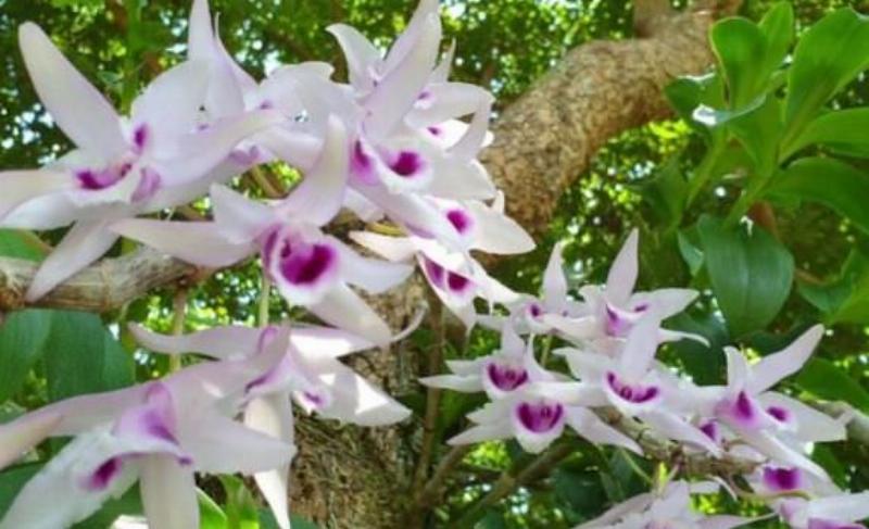 Hinh anh tong the cay lan phi diep giup nhan biet cac bo phan than la re de phan loai